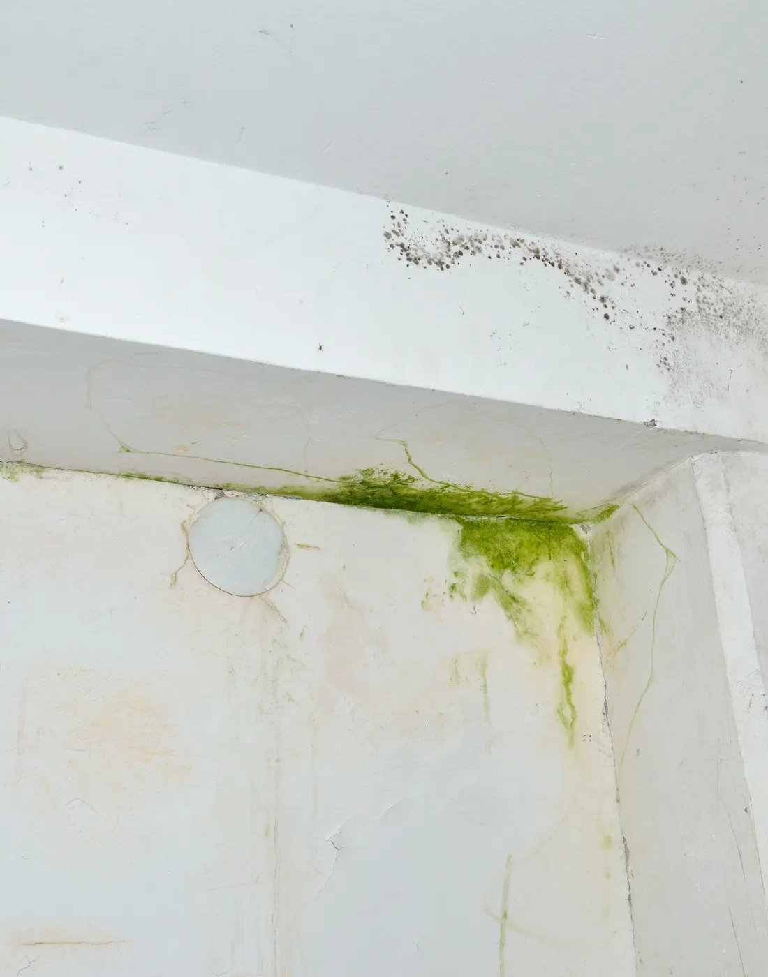 Green mould and algae from persistent condensation